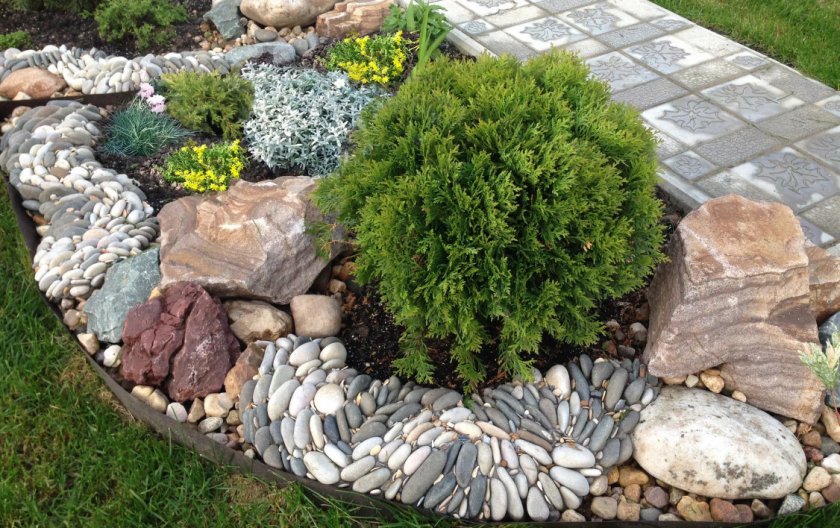 Туя западная Столвик