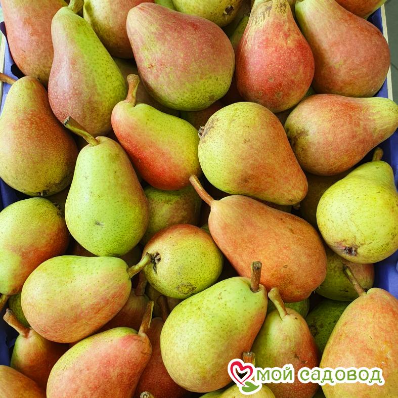 Груша Лесная красавица