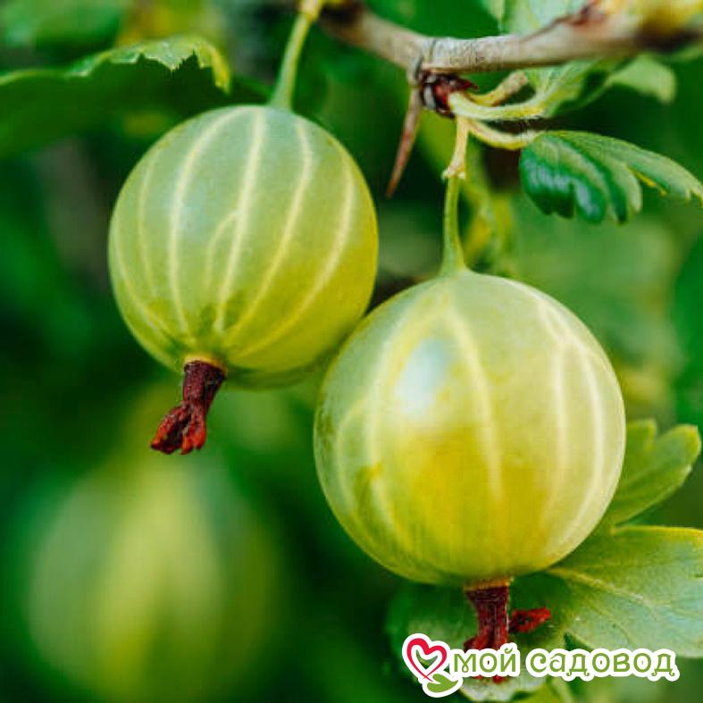 Крыжовник Берилл