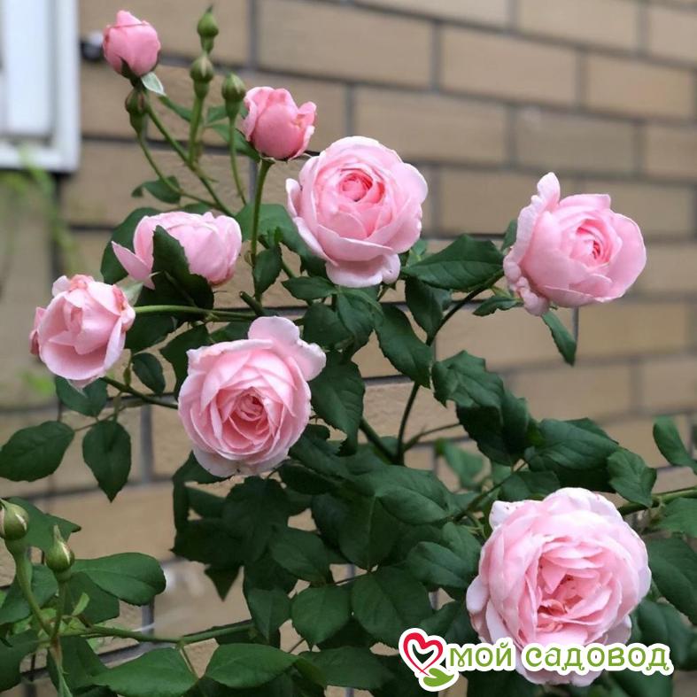 Роза спрей Лидия