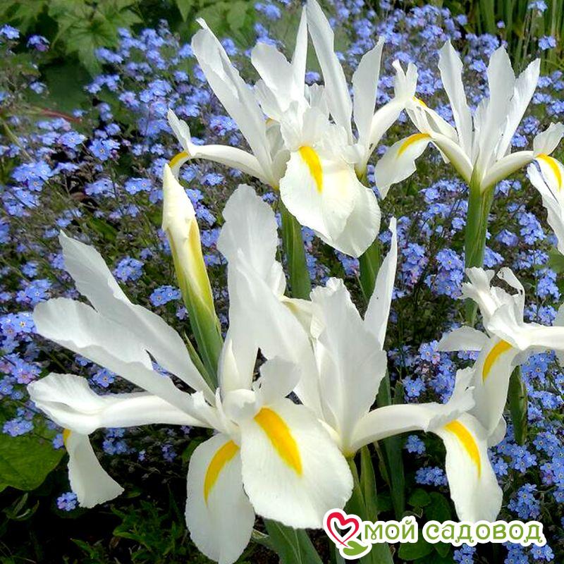 Ирис голландский Вайт