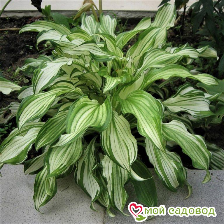 Хоста Киви Сперминт